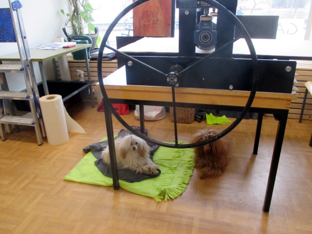 KÄÄPIÖVILLAKOIRAT LEEVI 8V JA TAAVI 4V VIIHTYIVÄT GRAFIIKKAPAJAN PUOLELLA