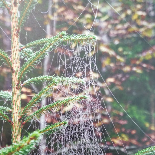 Elämäni eläimet teos nro 8