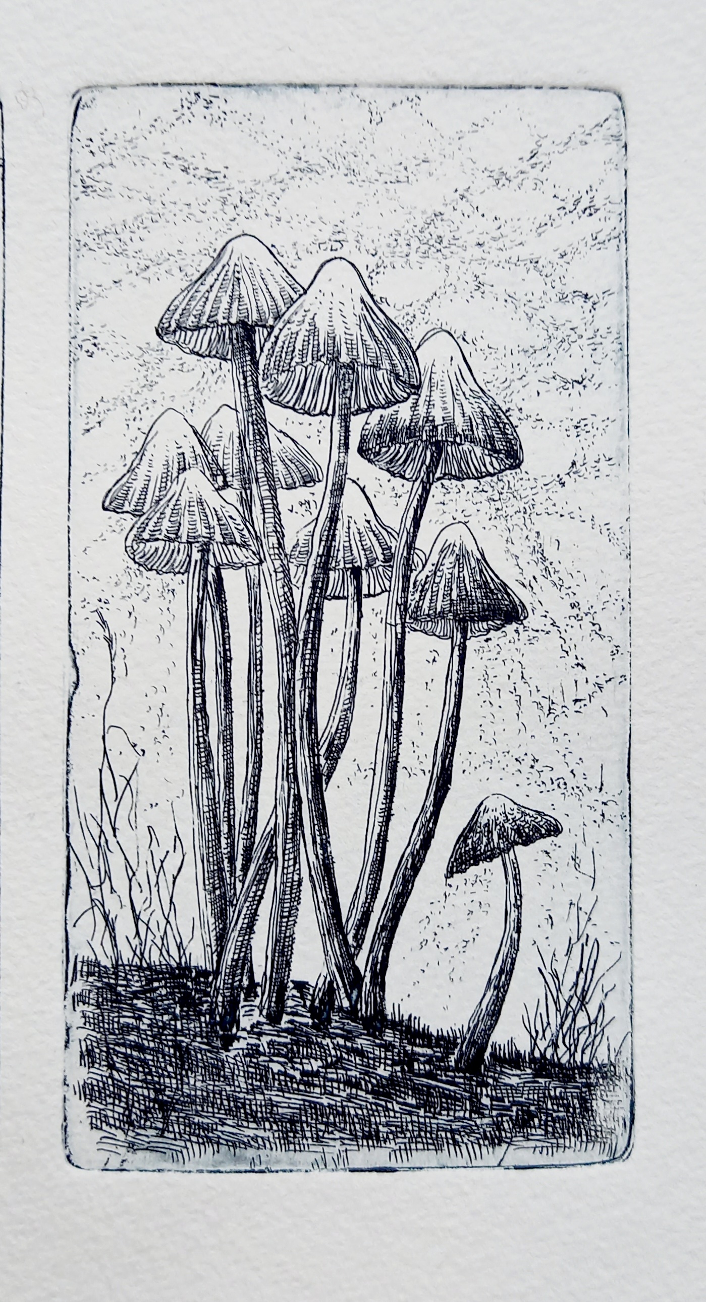 Pitkä vartisia sieniä