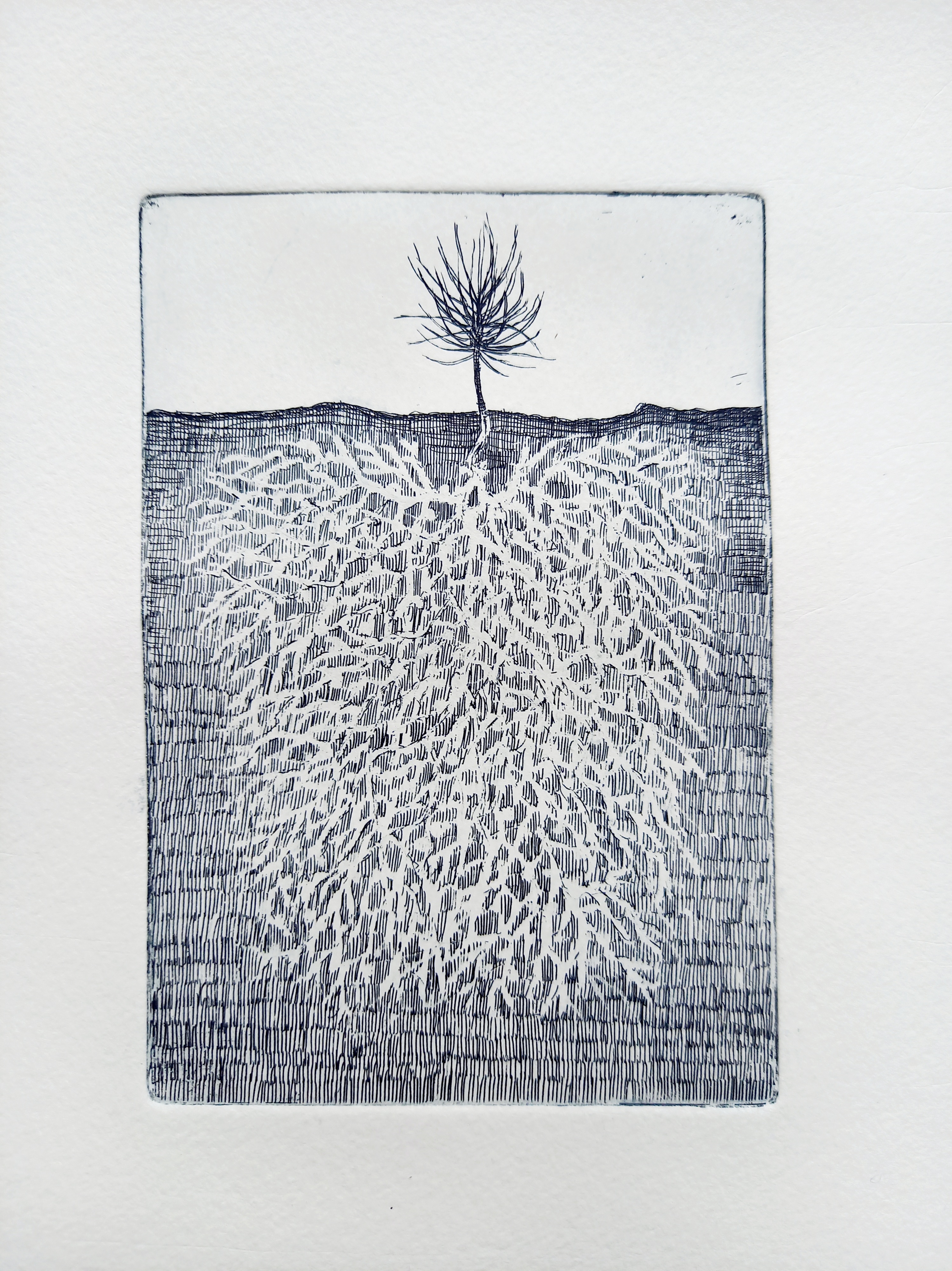 Pieni puu, isot juuret