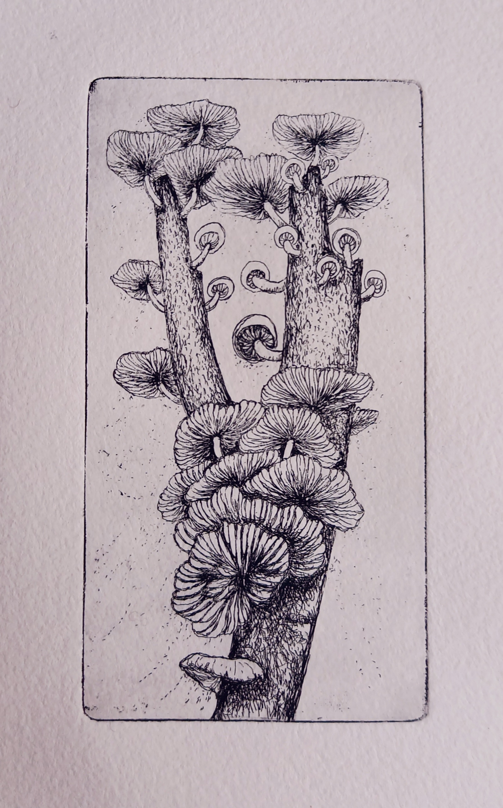 sieniä puun varressa